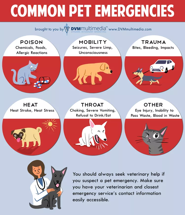 DVM-CommonEmergencies-750x871