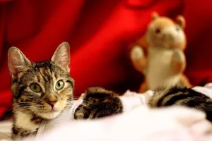 gata