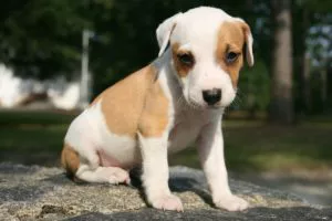 what kind of shots does my dog need