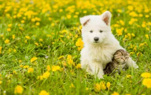 avoid these summer pet health hazards