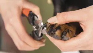 How To Care For Your Dogs Nails