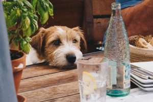 How to Keep Your Pet Safe Du
